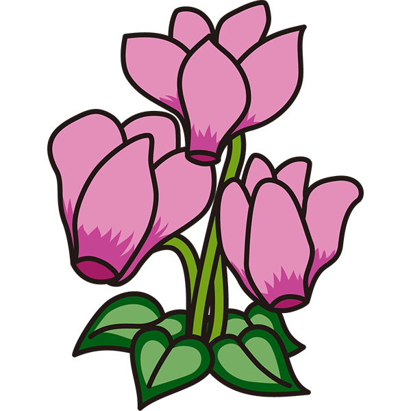 植物 シクラメン（ピンク色）（カラー）