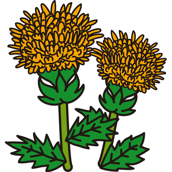 植物 紅花（黄色）（カラー）