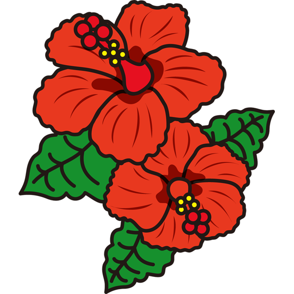 植物 ハイビスカス（赤色）（カラー）