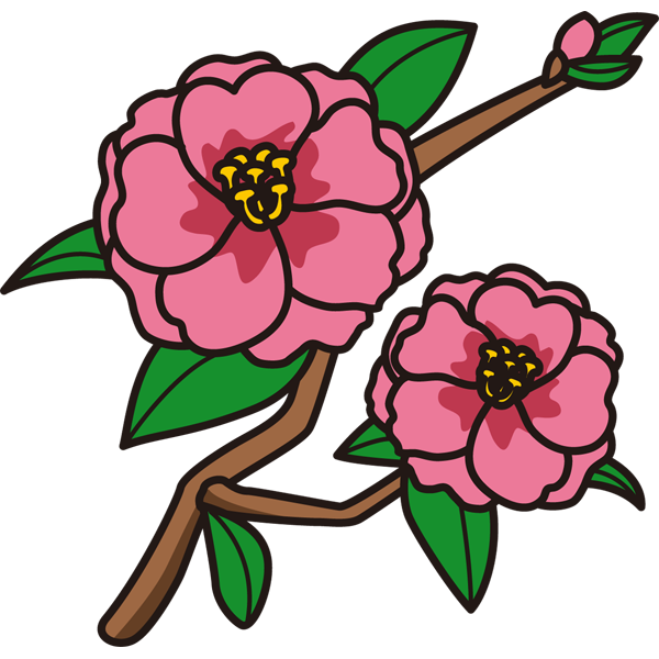 植物 サザンカ（ピンク色）（カラー）